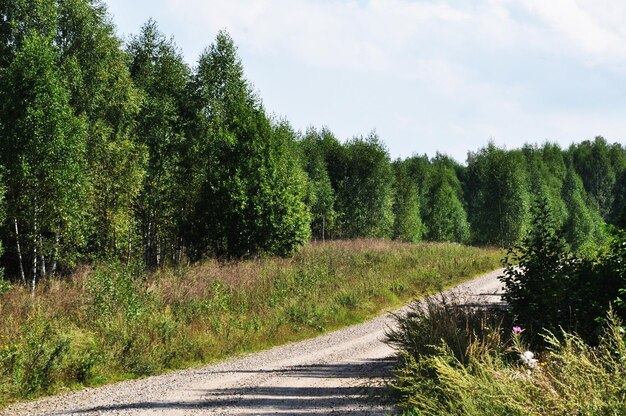 Chemin de terre dans la forêt. Panorama de la forêt depuis la route. Journée ensoleillée d'été dans la forêt.