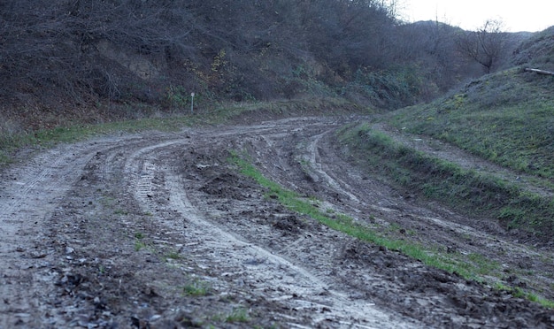 Chemin de terre dans la forêt