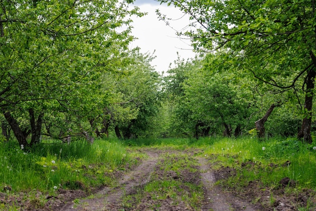 Chemin de terre dans le jardin de pommiers d'été à la lumière du jour