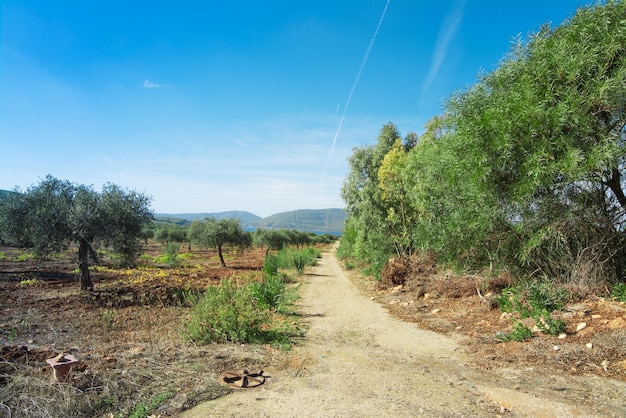 Chemin de terre dans une oliveraie à Porto Conte Sardaigne