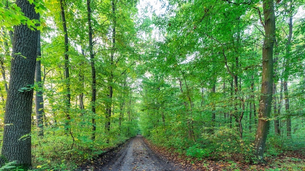 Chemin de terre dans le panorama de la forêt verte d'été