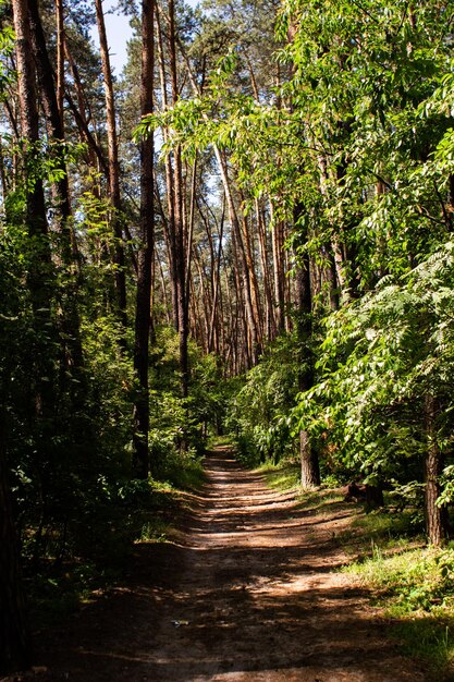 Chemin de terre dans une pinède