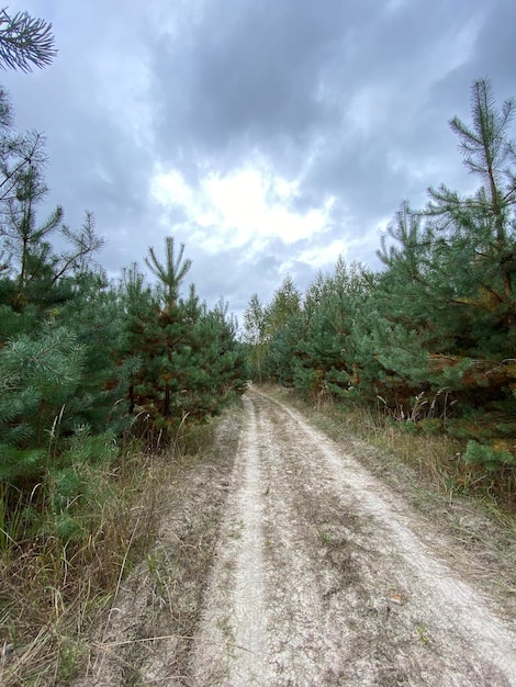 Chemin de terre entre les pins dans la forêt