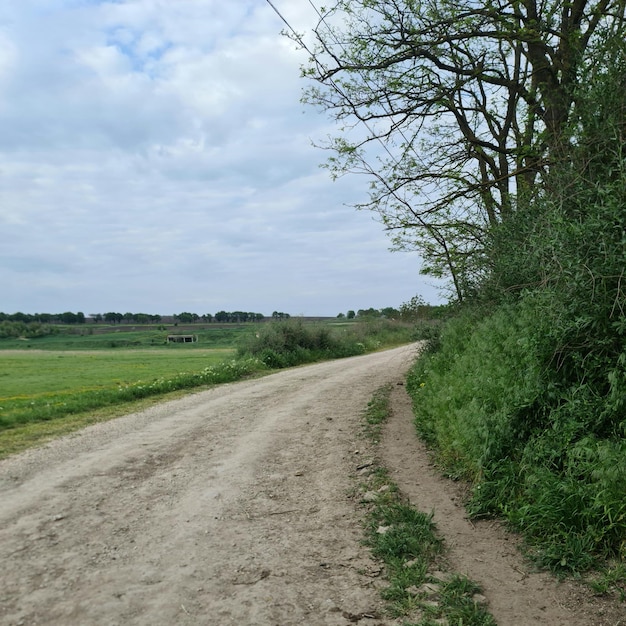 Un chemin de terre est entouré d'arbres et d'herbe.