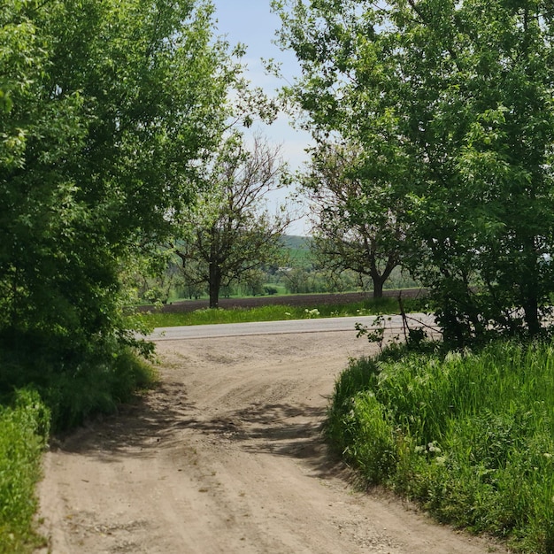 Un chemin de terre est représenté avec un arbre au milieu.