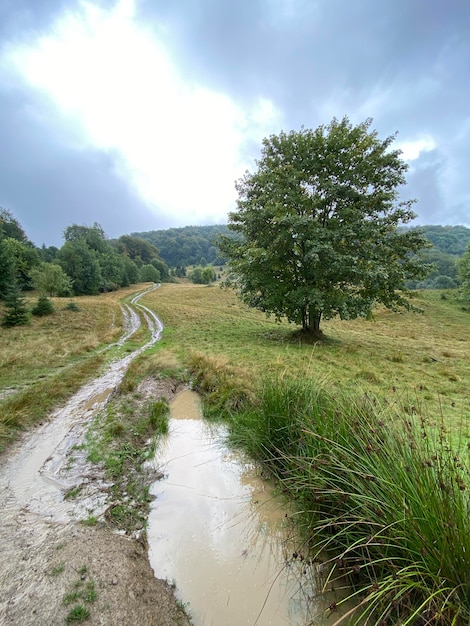 Un chemin de terre avec des flaques d'eau dans les montagnes et un bel arbre isolé