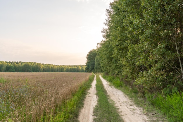 Un chemin de terre longe un champ agricole et une forêt Beau paysage d'automne dans la nature Mauvaise qualité des routes pour la logistique et le transport de marchandises