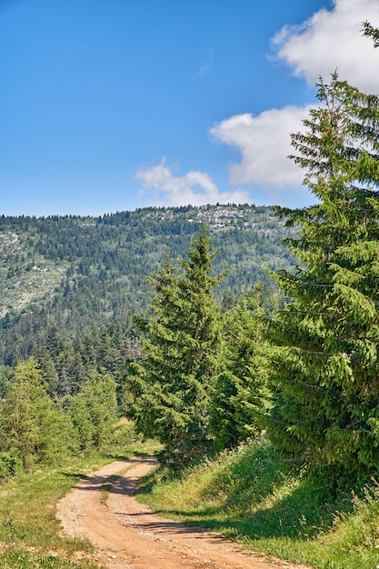 Chemin de terre menant à un endroit secret dans une forêt de pins tranquille dans la conservation de la nature environnementale à distance Vue sur le paysage de bois de cèdre et de sapin verdoyants avec sentier de randonnée à travers les montagnes et les collines