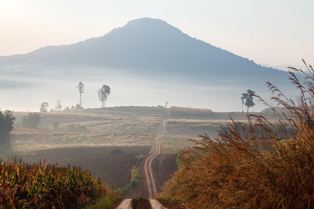 Chemin de terre menant à travers la forêt au début du printemps par un matin brumeux à Khao Takhian Ngo View Point