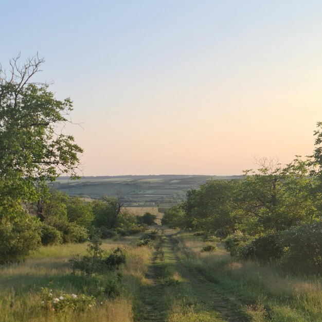 Un chemin de terre mène à un champ avec des arbres et des montagnes au loin.