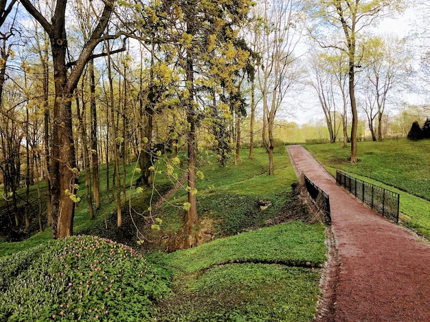 Un chemin de terre mène à une forêt avec des plantes vertes et des arbres.