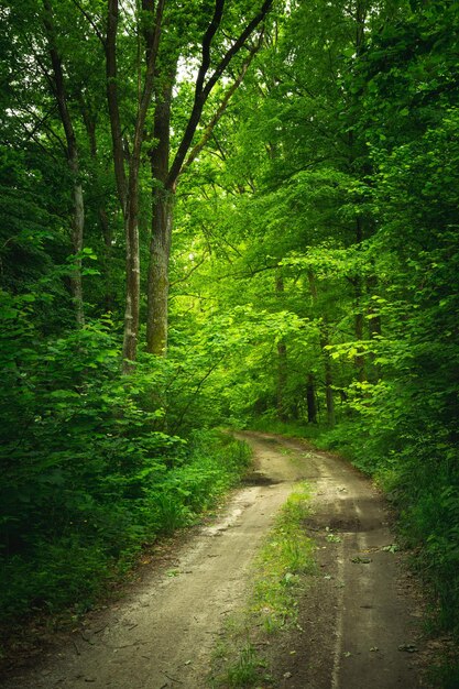 Un chemin de terre mystérieux à travers une forêt dense verte