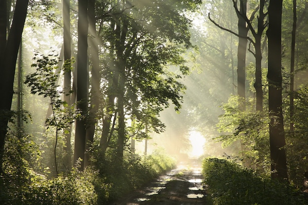 Chemin de terre parmi les érables après la pluie sur un matin de printemps brumeux