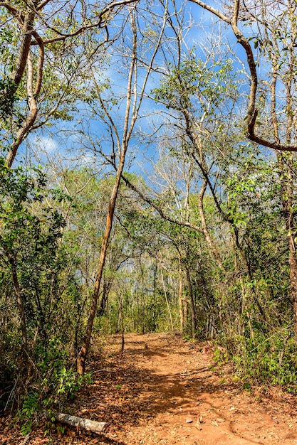 Chemin de terre parmi la végétation tordue typique de l'intérieur de l'État du Minas Gerais au Brésil