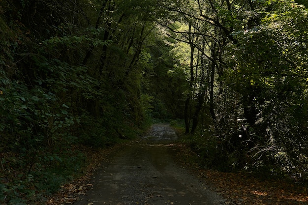 Chemin de terre sur une pente raide dans une zone montagneuse boisée