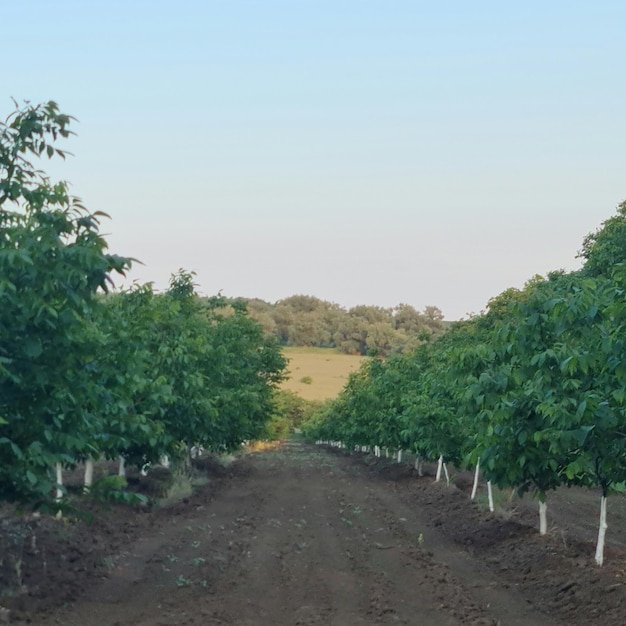 Un chemin de terre avec une rangée de marronniers à gauche et un arbre avec le chiffre 3 à droite.