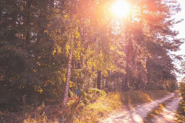 Chemin de terre rural dans la forêt le soir Coucher de soleil dans une forêt de pins