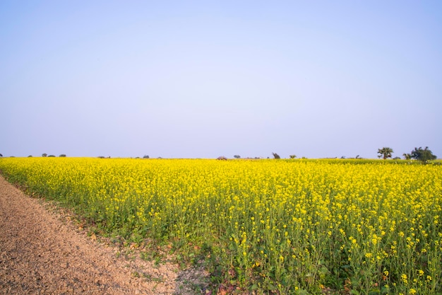 Chemin de terre rural à travers le champ de colza avec le fond de ciel bleu