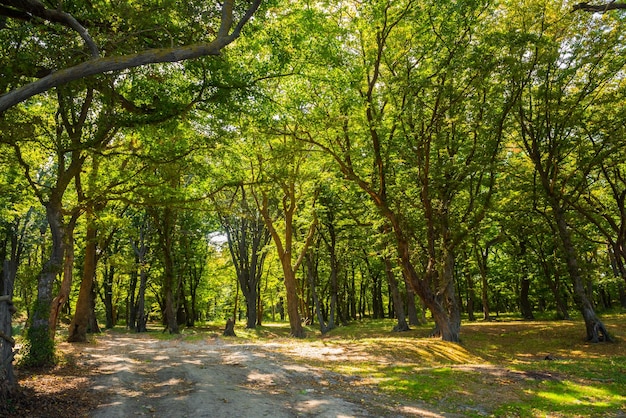 Un chemin de terre à travers une forêt avec des arbres et le mot forêt en bas