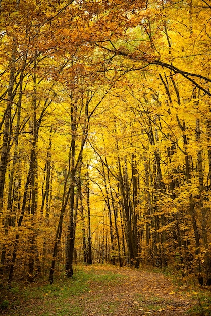 Chemin de terre à travers la forêt automnale avec des arbres dorés jaunis