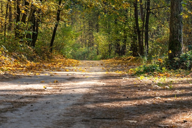 Un chemin de terre traverse la forêt d'automne Arbres colorés en automne au coucher du soleil Sentiers calmes et confortables pour se promener dans la forêt tôt le matin