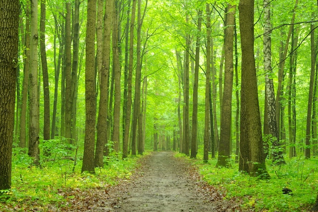 Chemin à travers les arbres de la forêt