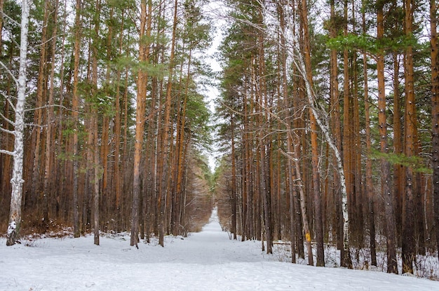 Un chemin à travers les bois avec un panneau qui dit "neige" dessus