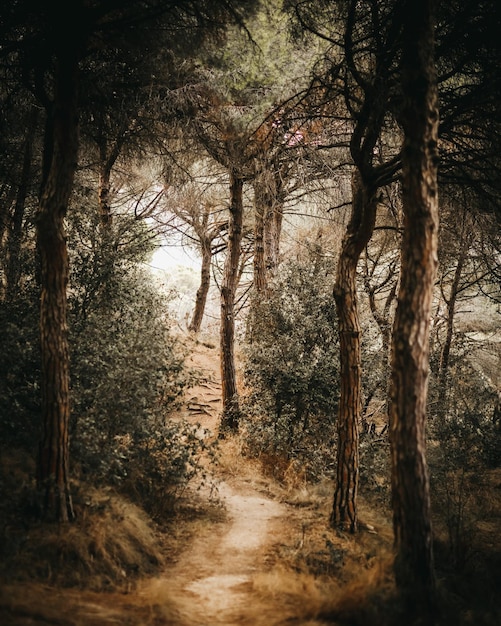 Photo un chemin à travers les bois avec le soleil qui brille dessus.