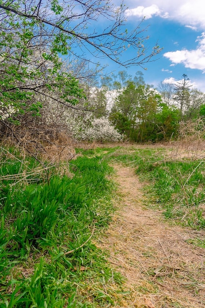 Un chemin à travers un champ d'herbe avec un ciel bleu en arrière-plan.