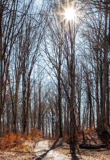 Chemin à travers la forêt sans feuilles à la fin de l'automne