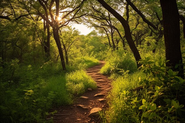 Un chemin à travers la forêt avec le soleil qui brille à travers les arbres.