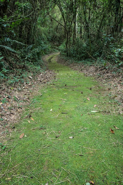 Chemin à travers une forêt tropicale dans le sud-est du Brésil