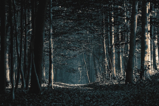 Chemin à travers la forêt