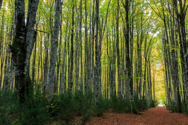 Chemin à travers la grande forêt de hêtres formant un tunnel en automne