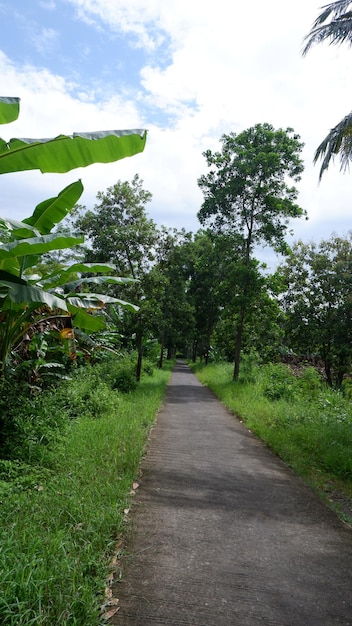 Un chemin à travers la jungle avec un arbre au milieu