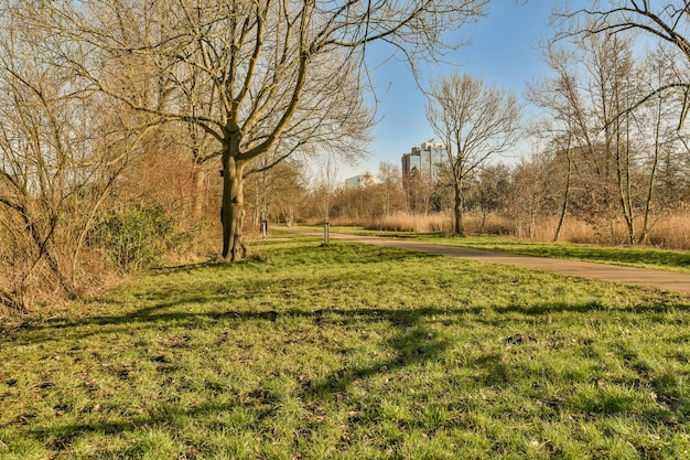 Un chemin à travers un parc avec des arbres et une route