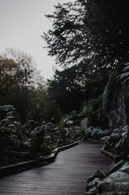 Chemin à travers un parc naturel arden