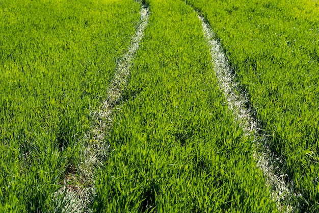 Chemin à travers un pré