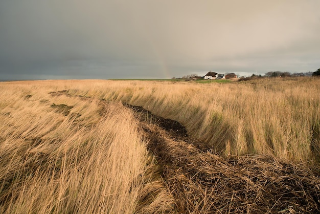 Chemin à travers le roseau à côté de la mer du Nord sur l'île Romo au Danemark, temps orageux en hiver