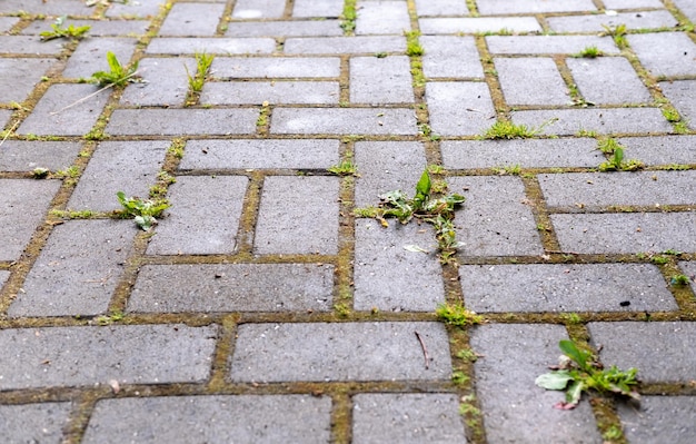 Le chemin de tuiles est envahi par les mauvaises herbes