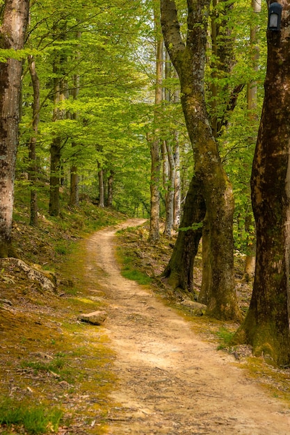 Chemin vers un beau dolmen au pays basque Errenteria Gipuzkoa