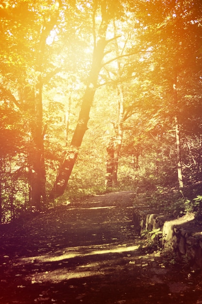 Chemin vers la forêt