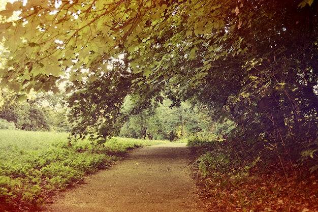 Chemin vers la forêt