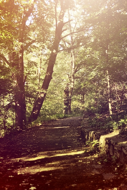 Chemin vers la forêt