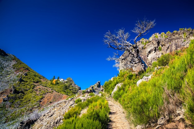 Chemin vers le sommet du Pico Ruivo