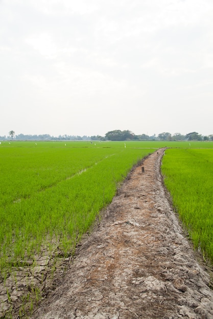 chemin vers le terrain.