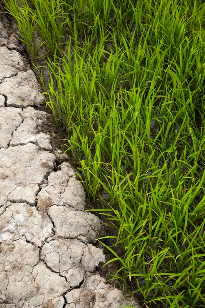 chemin vers le terrain.