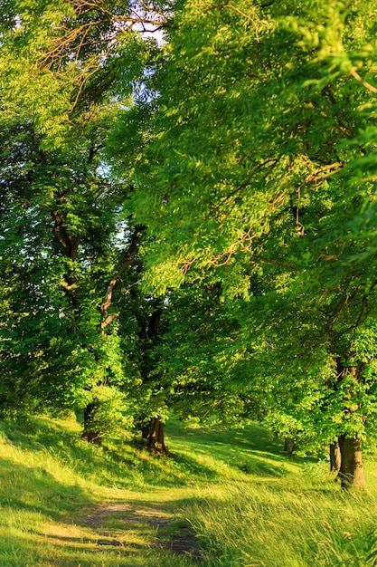 Chemin vert dans la forêt entourée d'arbres