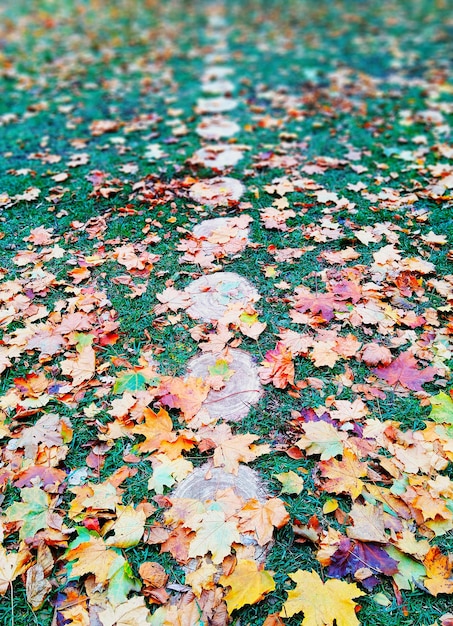 Chemin vertical automne automne paysage fond hd