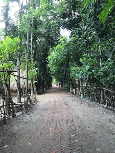 Un chemin de village avec une jungle tropicale